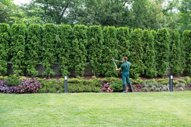 Trusted Mount Airy, GA Tree Removal and Landscaping Services Experts